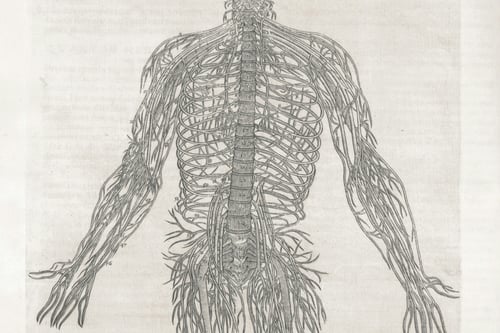 Facts About the Nervous System