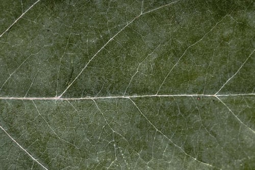 Nervous System Regulation: What is it and why should you care?